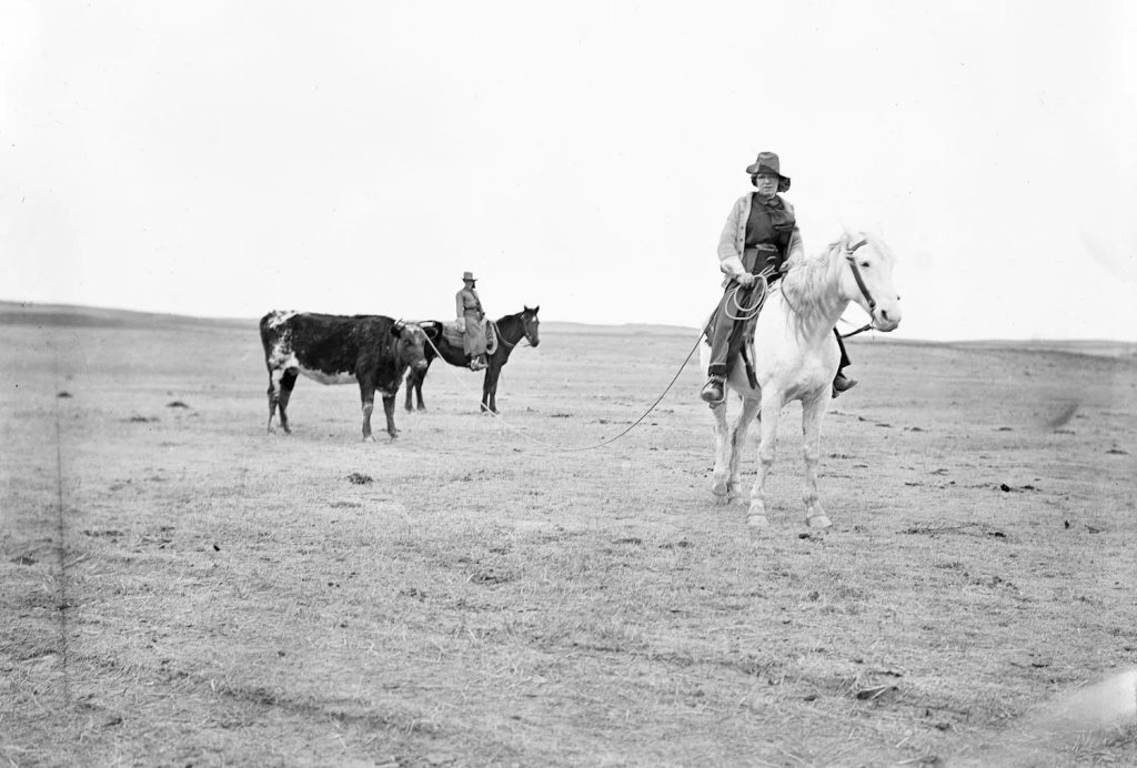 A black and white photograph showing two women on horseback, one of whom is leading a cow on a rope