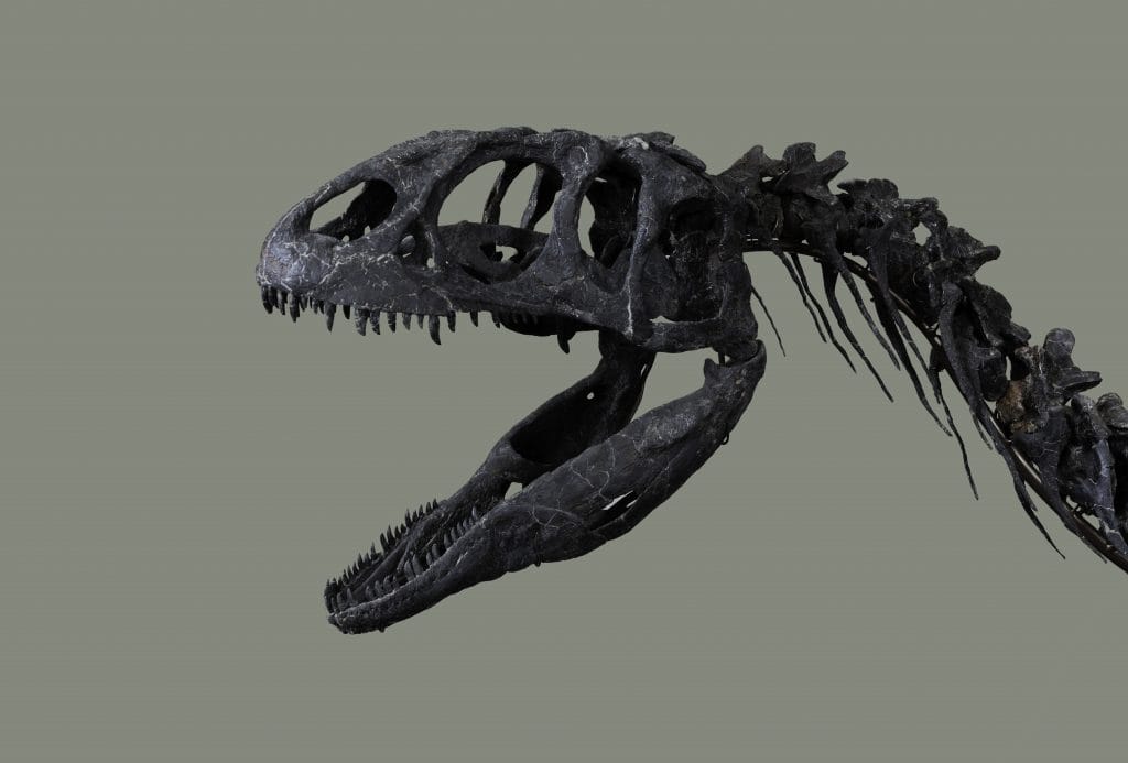 Fossilized dinosaur skeleton head and neck displayed in profile, showing sharp teeth, hollow eye sockets, and spine