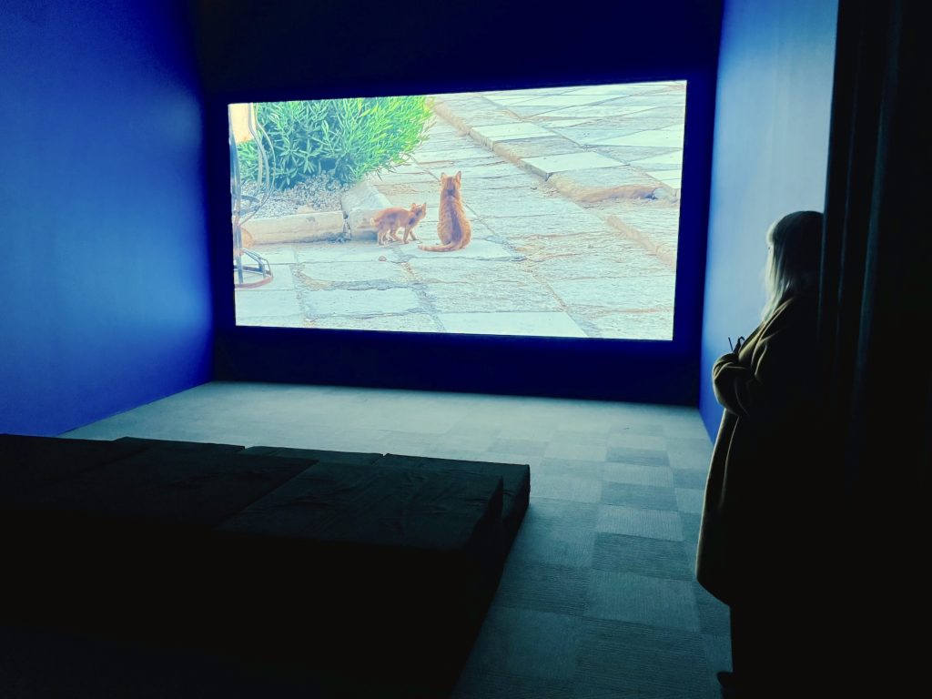 An installation view of Mariah Garnett’s video work at the Whitney Biennial, showing a large projection of two orange cats on a stone path within a dark blue gallery room, as a visitor watches from the side.